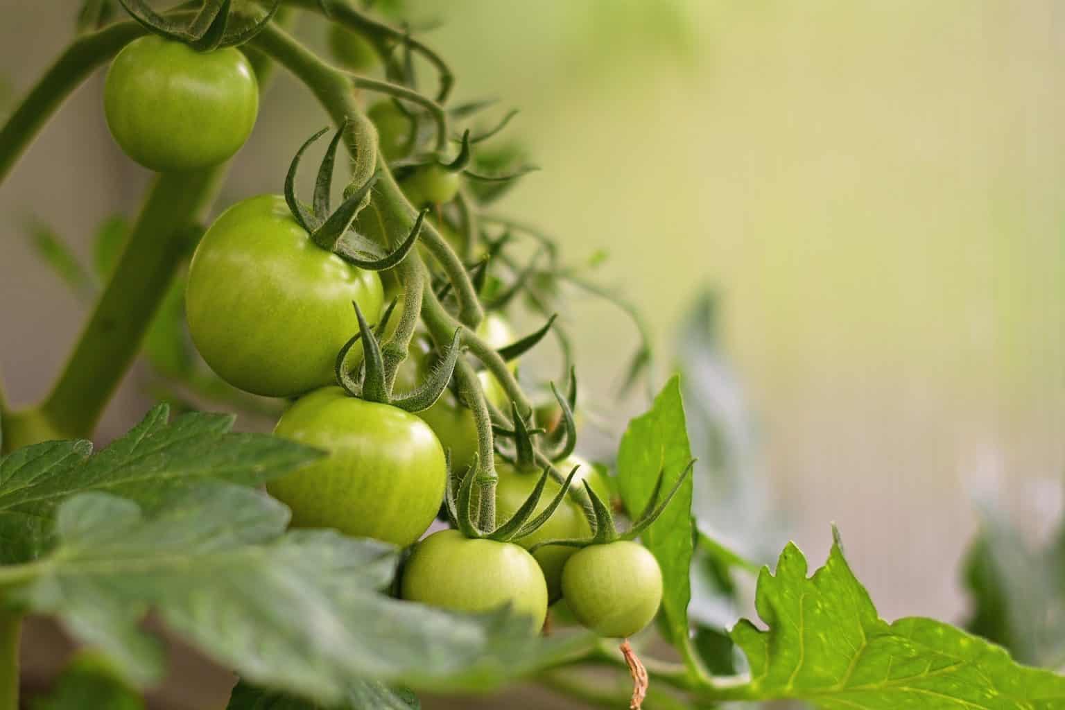 Tomaten Gewächshaus auf dem Balkon So geht's richtig