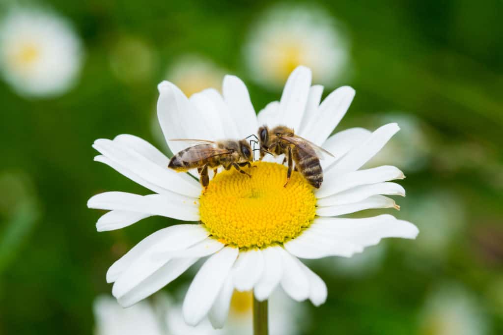 Bienen saugen Nektar von Margariten