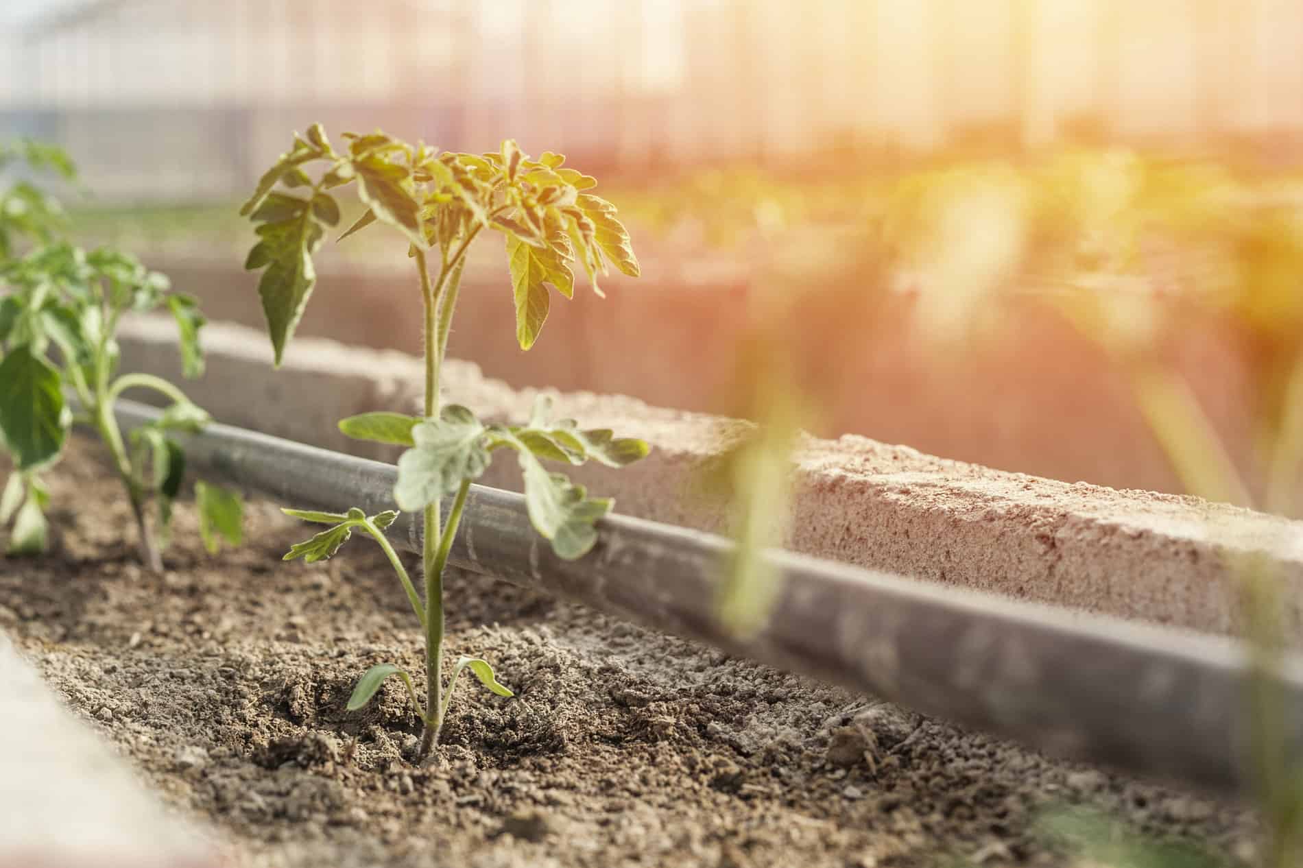 Gewächshaus Bodenaufbau und Pflege So geht's richtig