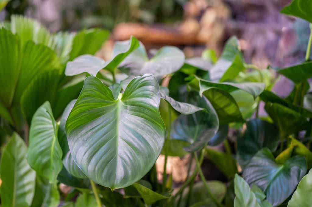 großer Philodendron