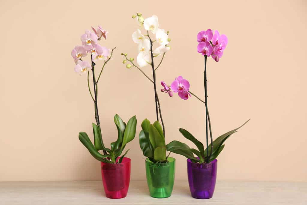kleine zimmerpflanzen wenig licht orchideen