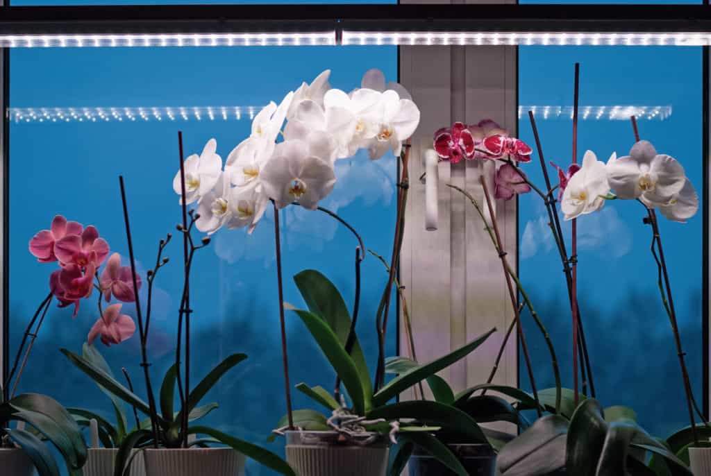 Pflanzenlampe Test Orchideen 