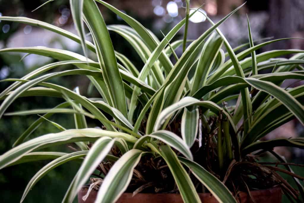 ungiftige zimmerpflanzen wenig licht grünlilie