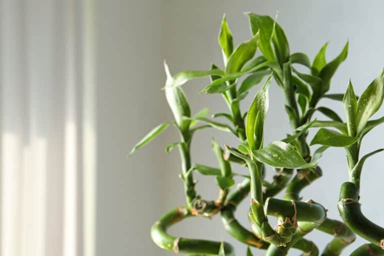 Welche Zimmerpflanzen bei wenig Licht? 18 gute Ideen
