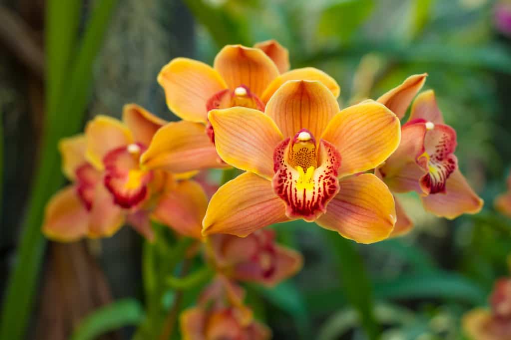 zimmerpflanzen mit blüten wenig licht orchideen