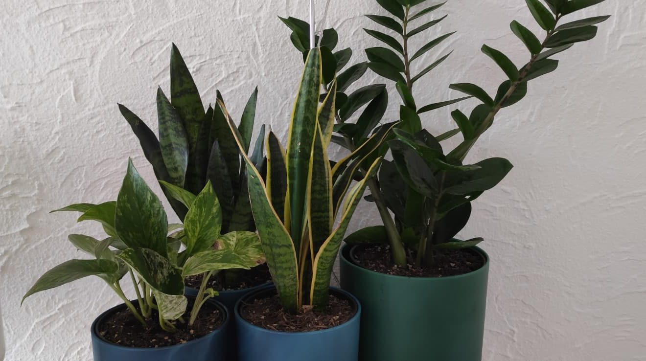 10 Pflanzen für fensterlose Räume und tolle Alternativen