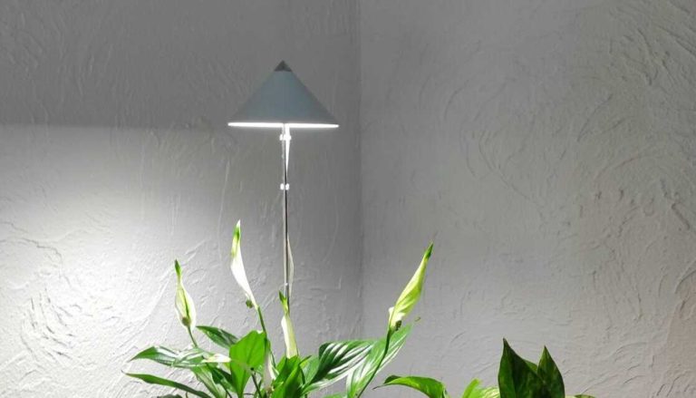 10 Pflanzen für fensterlose Räume und tolle Alternativen