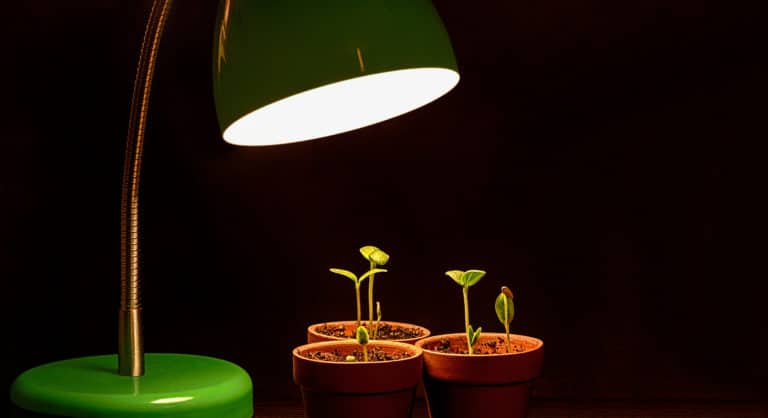 Tageslichtlampe für Pflanzen Titel