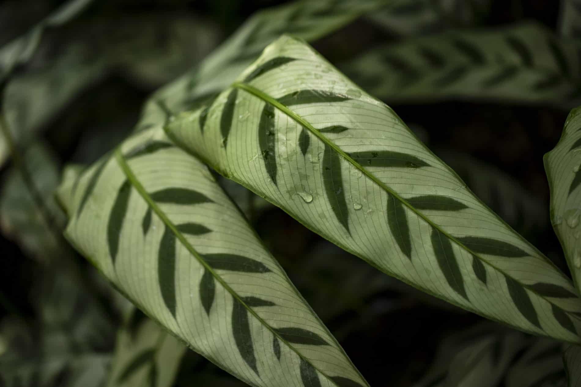 Calathea Leopardina Blätter