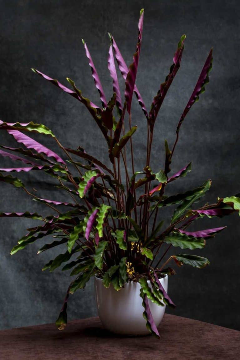Calathea Rufibarba Pflege für Anfänger - So geht''s