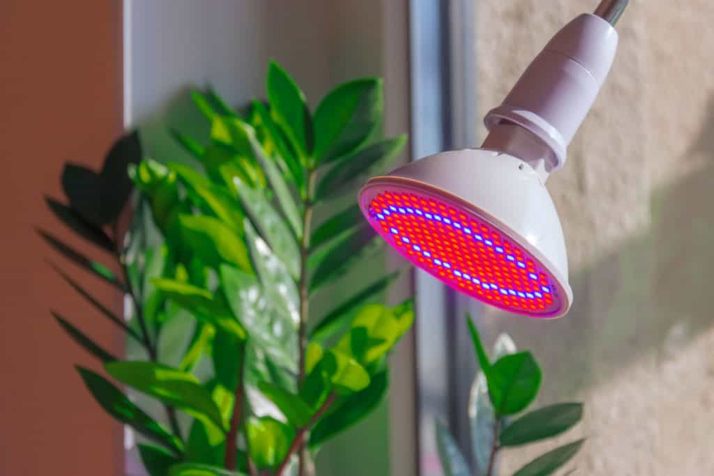 Sukkulenten bei wenig Licht Auf die Pflanze kommt es an