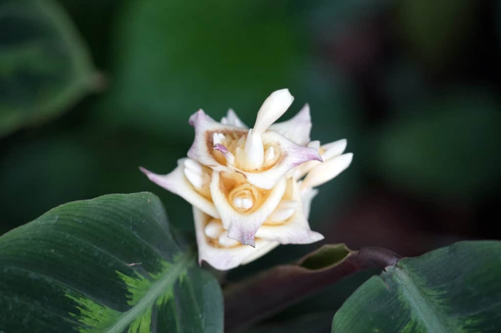Calathea Warscewiczii Blüte