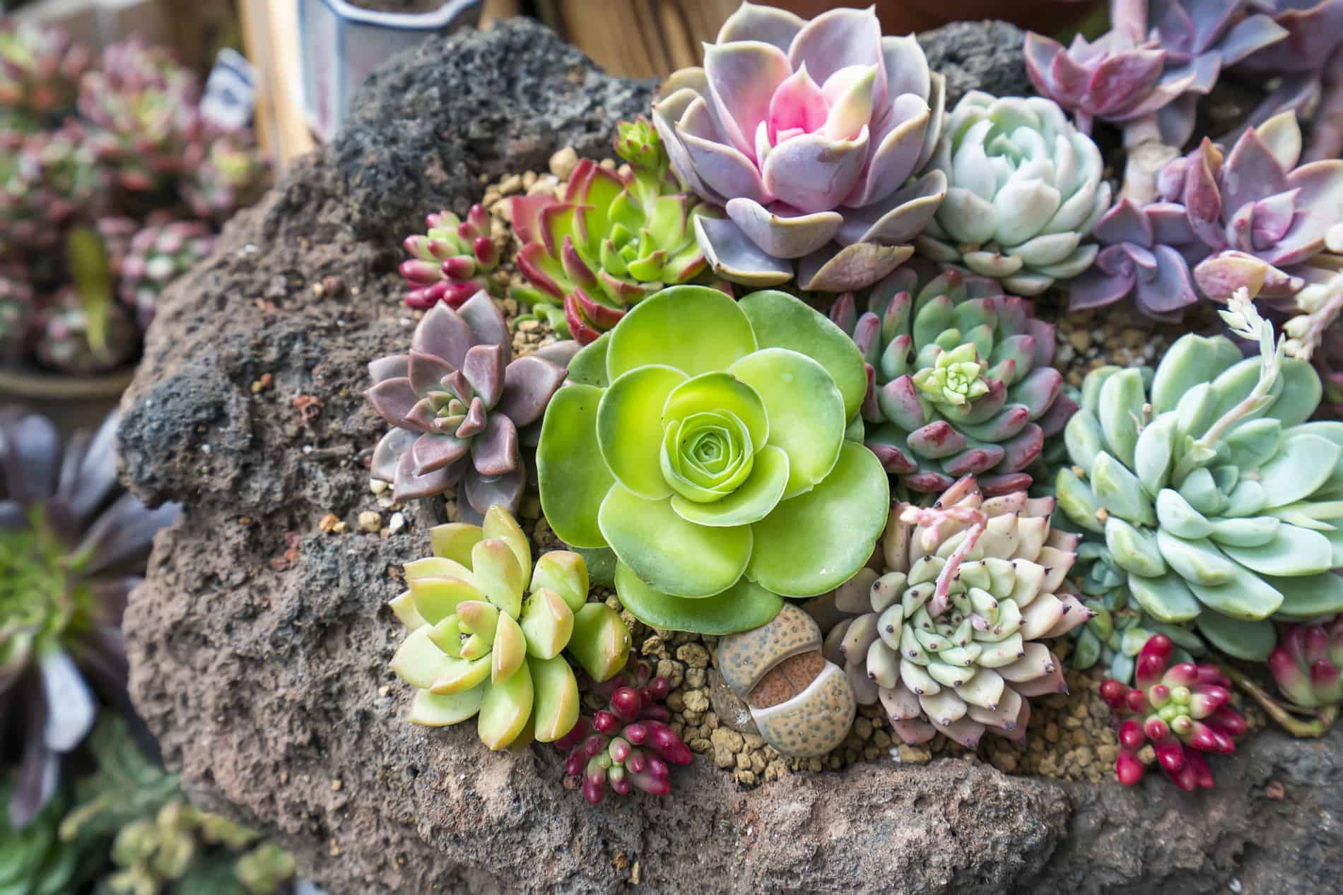 Hübsche Sukkulenten Arrangements gestalten Tipps & Tricks