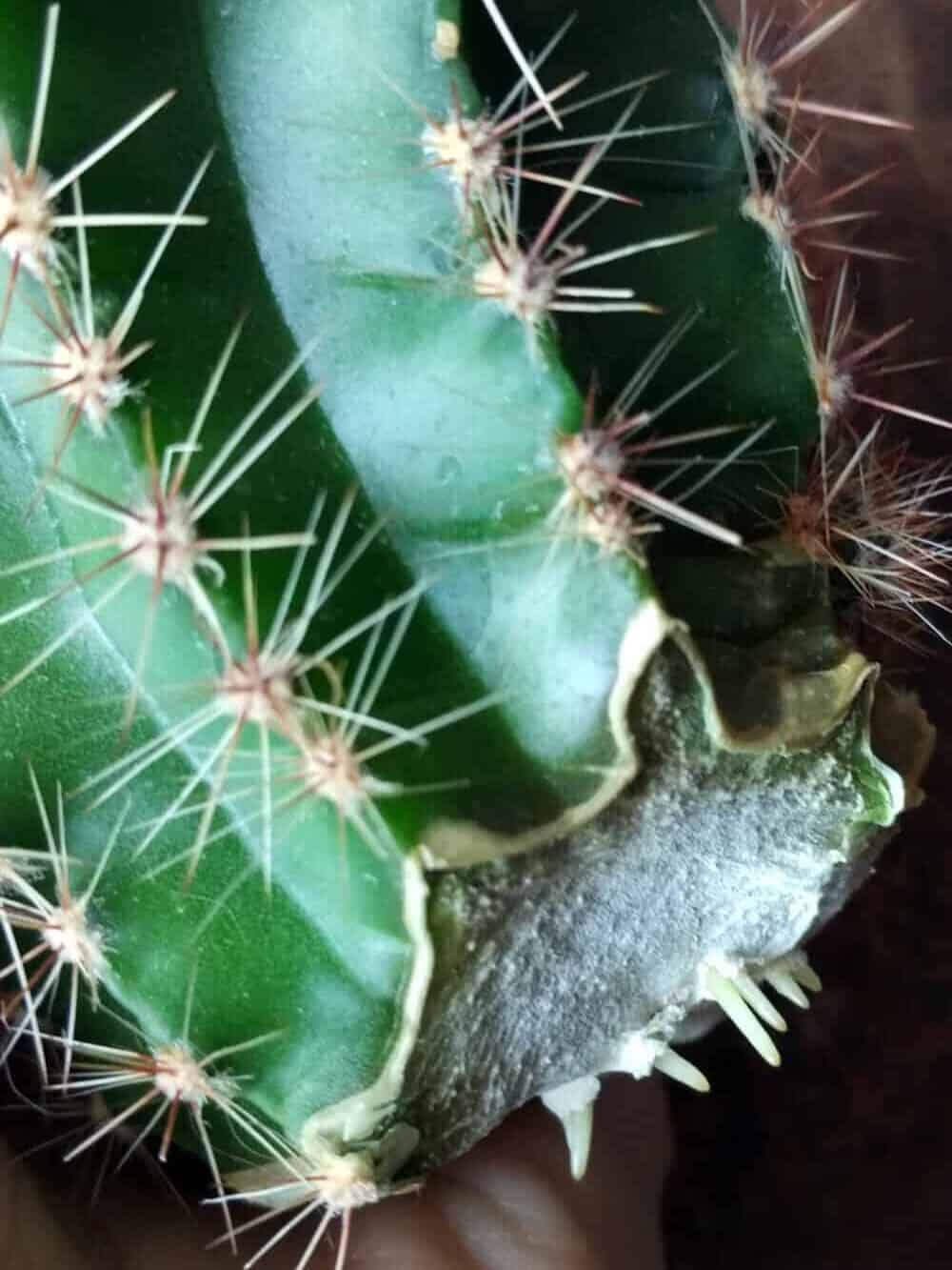 Kaktus schneiden und Schnittstellen behandeln