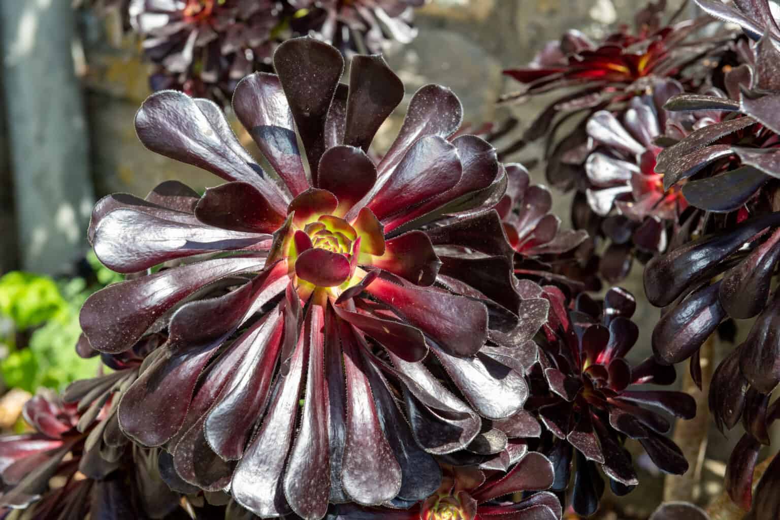 Hübsche Sukkulenten Arten blühend für drinnen und draußen
