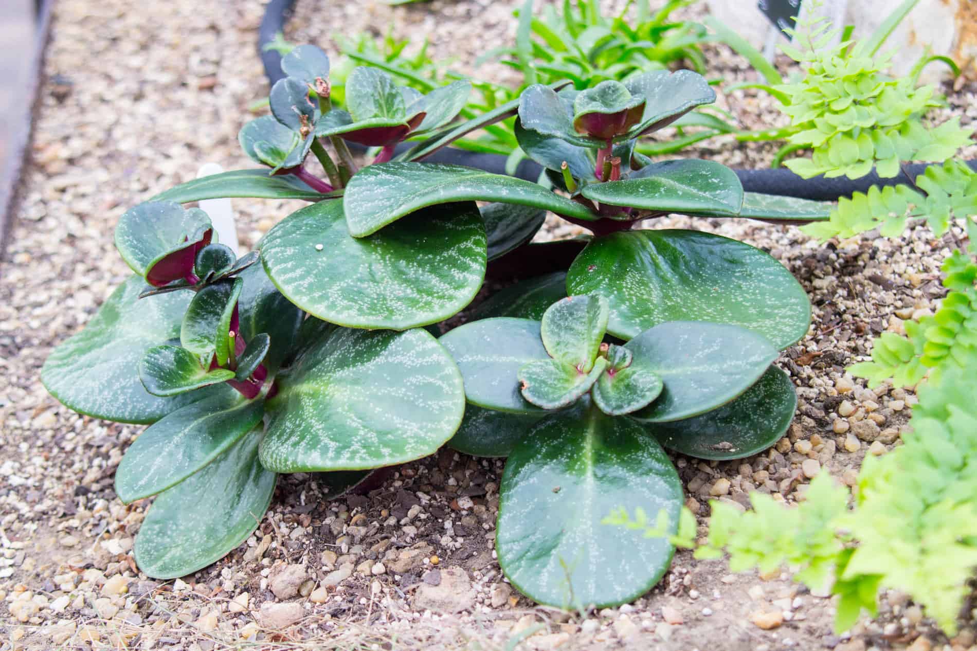 Beliebte und seltene Crassula Arten für deine Sammlung