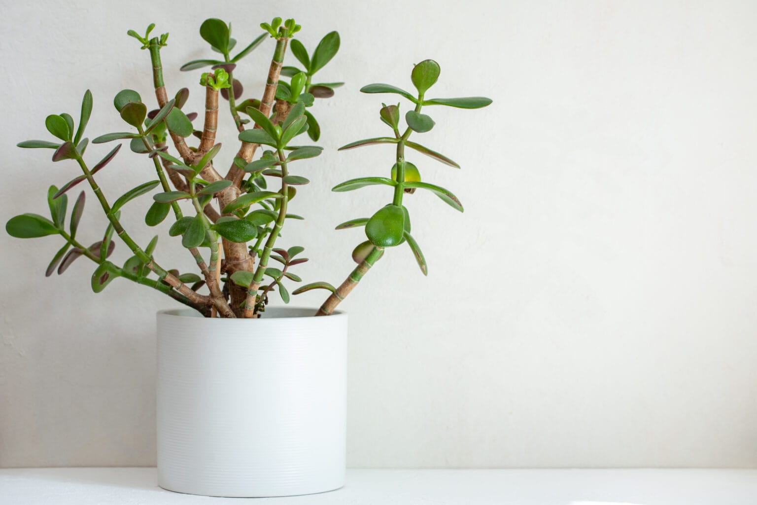 10 Pflanzen für fensterlose Räume und tolle Alternativen