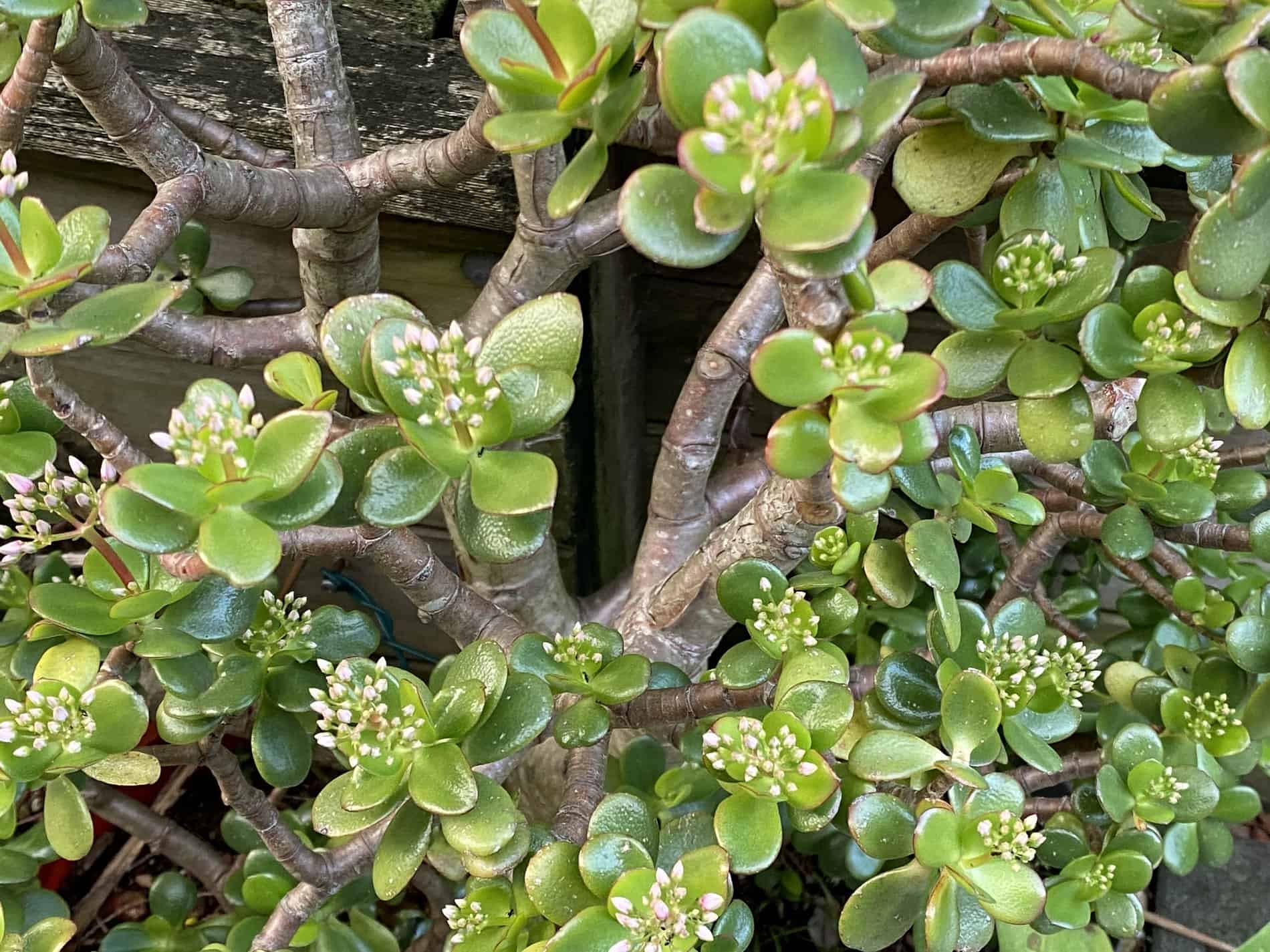 Beliebte und seltene Crassula Arten für deine Sammlung