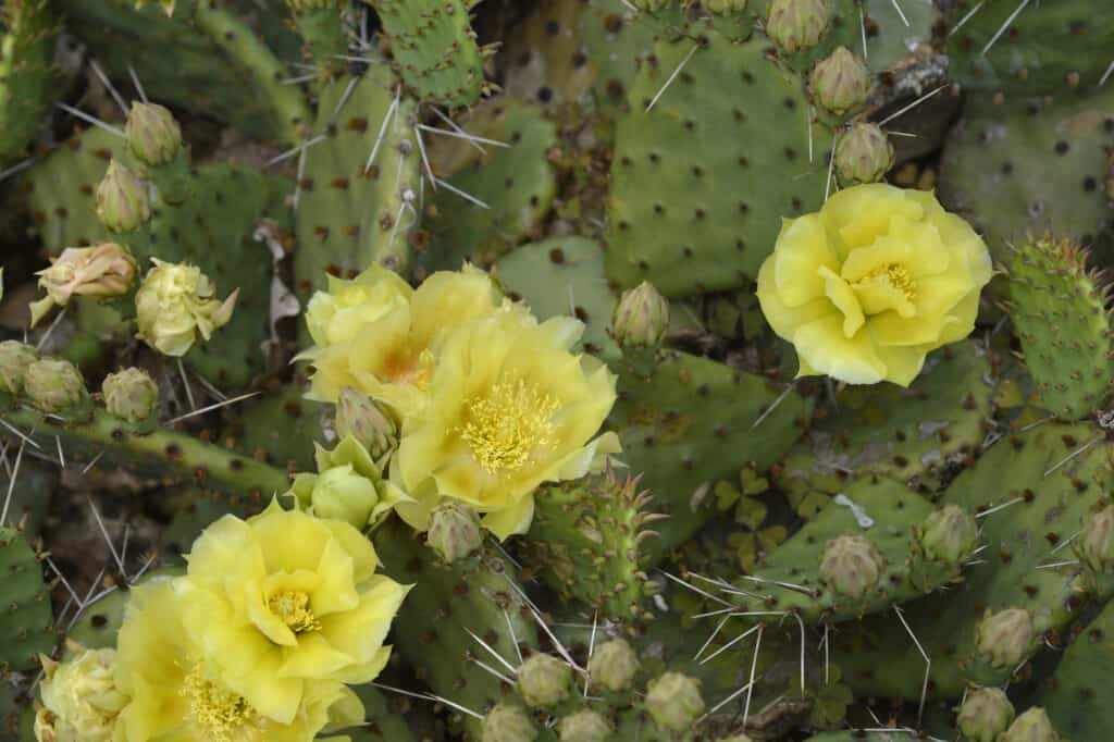 Sukkulenten Arten blühend Kaktus