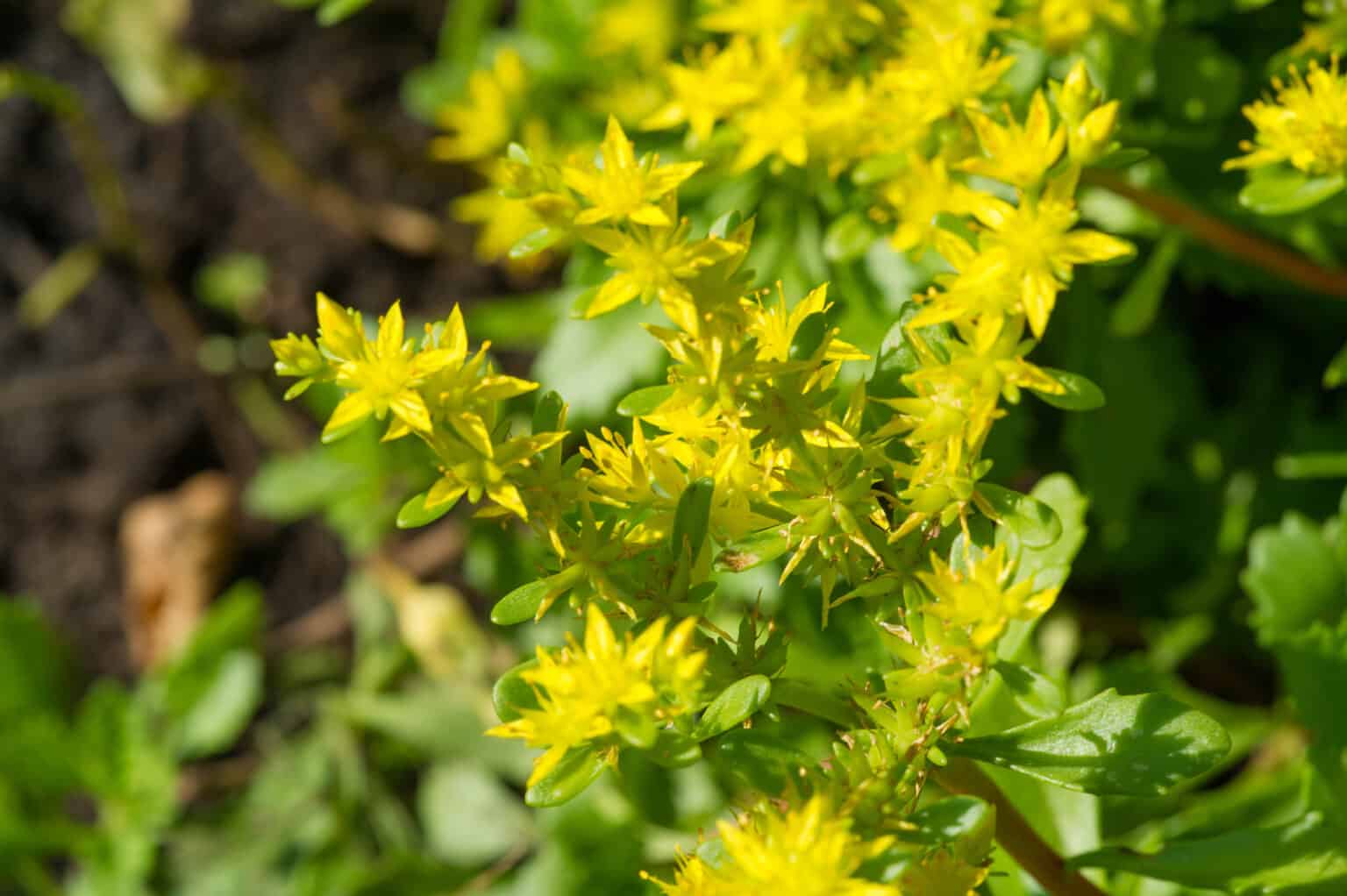 Sukkulente Gelbe Bluten 1