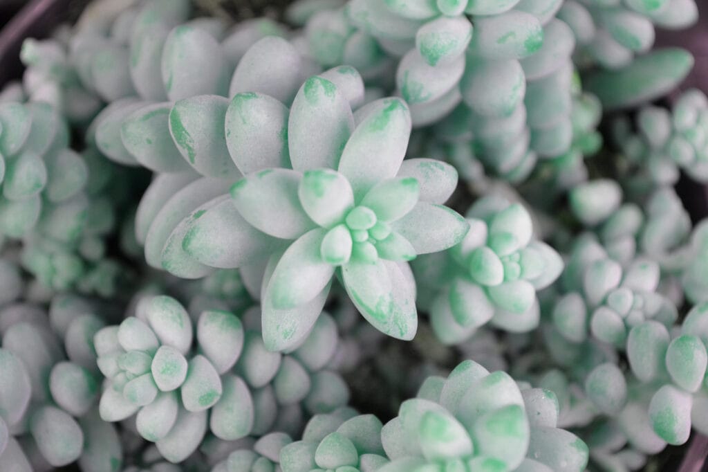 zimmerpflanze dicke blätter Pachyphytum