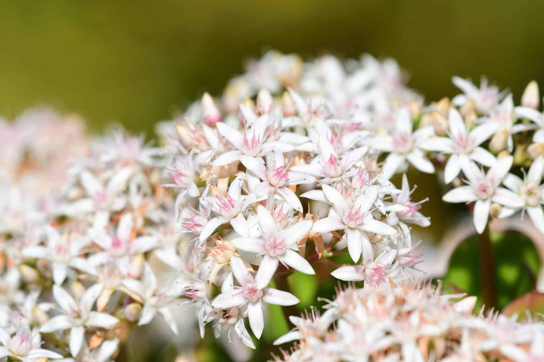 Geldbaum Blüte anregen So gelingt die Blütenpracht