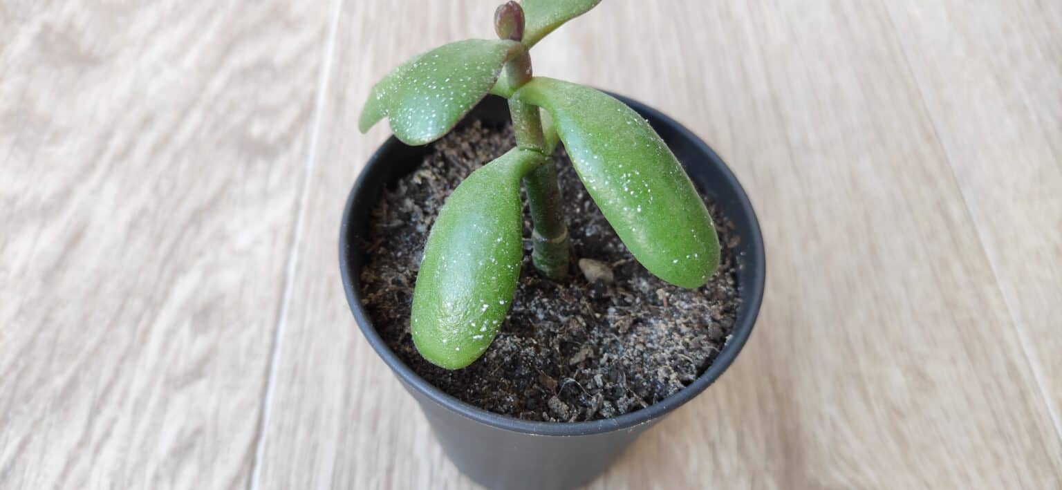 Warum hat ein Geldbaum weiße Punkte? Ursachen & Lösungen